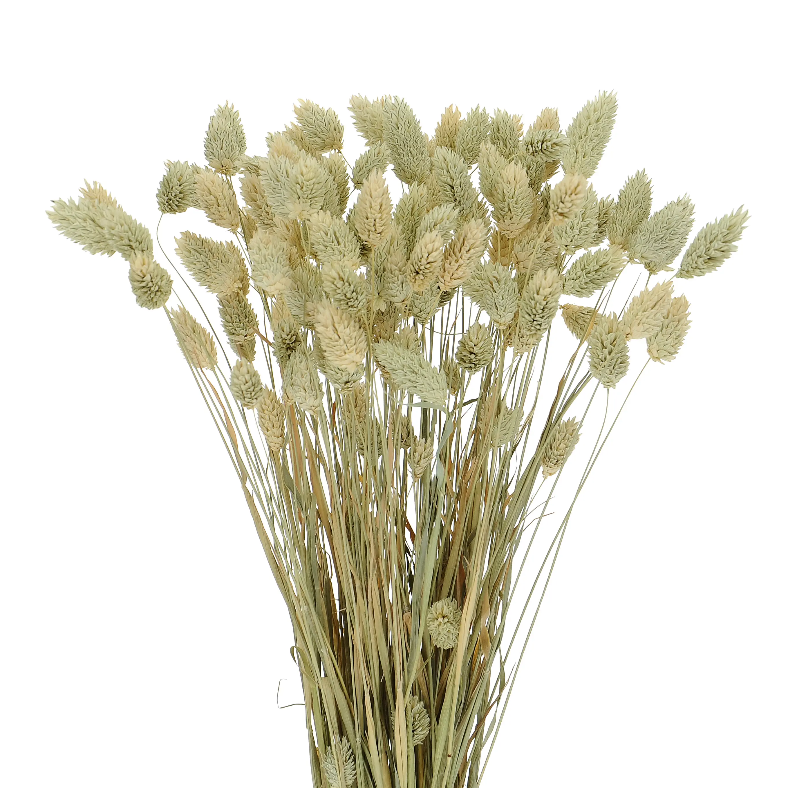 Suszony phalaris naturalny - mozga kanaryjska, kanar ~80 szt.