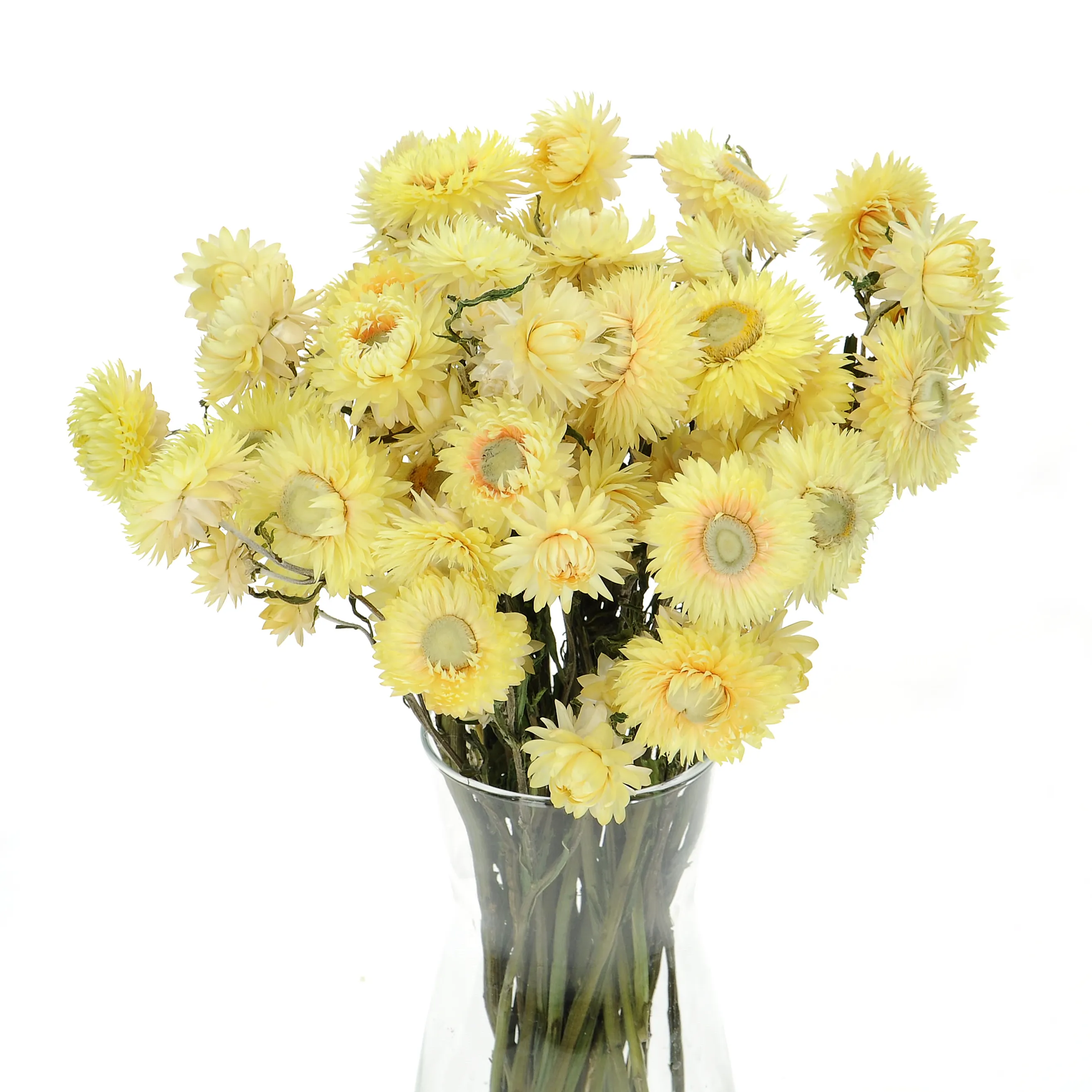 Suszone kocanki żółte cytrynowe (nieśmiertelnik, Helichrysum) - bukiet