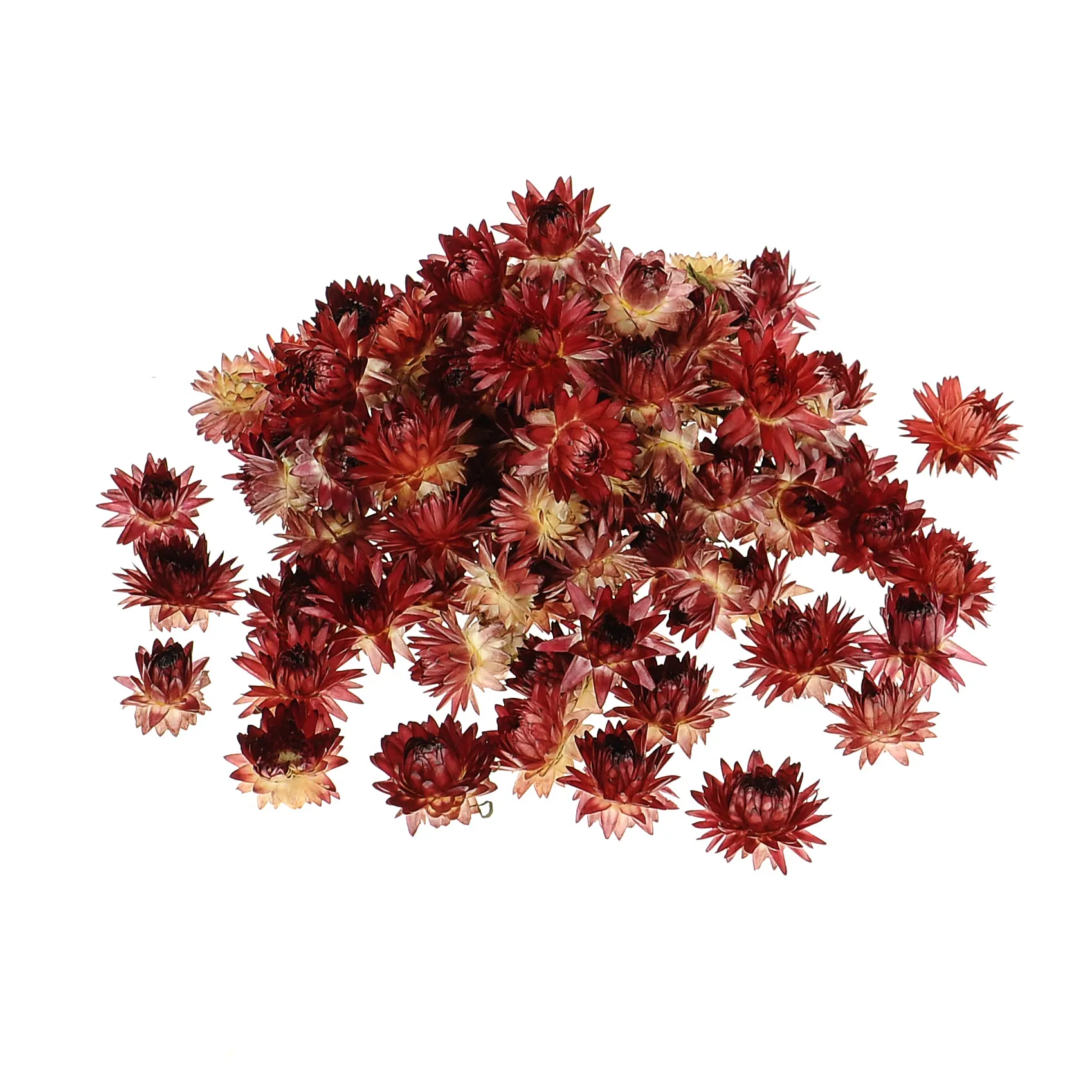 Suszone kocanki bordowe - kwiaty, główki 50 g, ~70 szt.